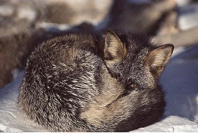 游戏订阅停滞不前 今年3月仅比去年4月增长了1%