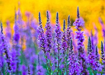 《小缇娜的奇幻之地》新演示即将公布 敬请期待